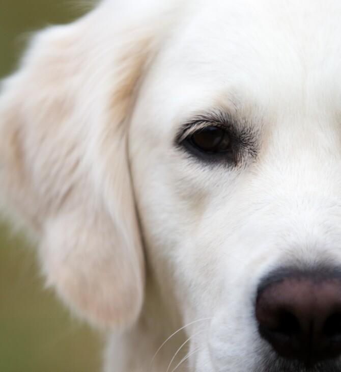 Κακοποίηση σκύλου στη Ρόδο: Επιχείρησαν να του κόψουν τα αυτιά με ψαλίδι 