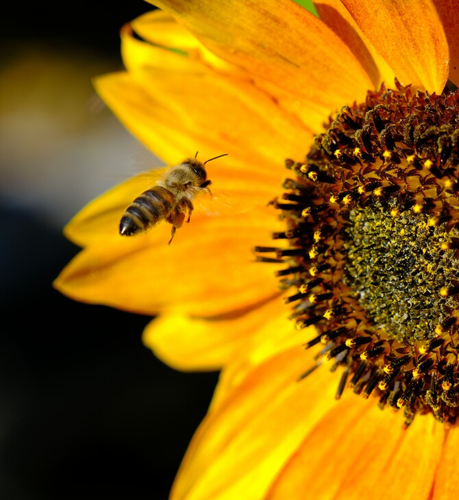 Εγκρίθηκε για χρήση από την αμερικανική κυβέρνηση το πρώτο εμβόλιο για μέλισσες