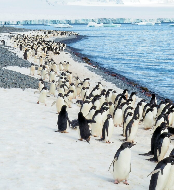 Γραμμή άμυνας απέναντι στους αμέτρητους πιγκουίνους από εξερευνητές στην Ανταρκτική 
