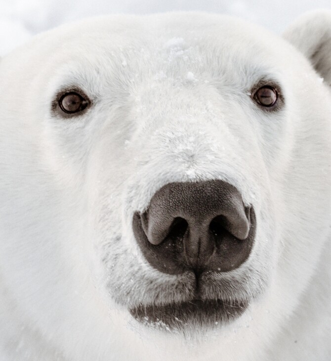 Πολική αρκούδα σκότωσε δύο άτομα σε απομακρυσμένο χωριό της Αλάσκα