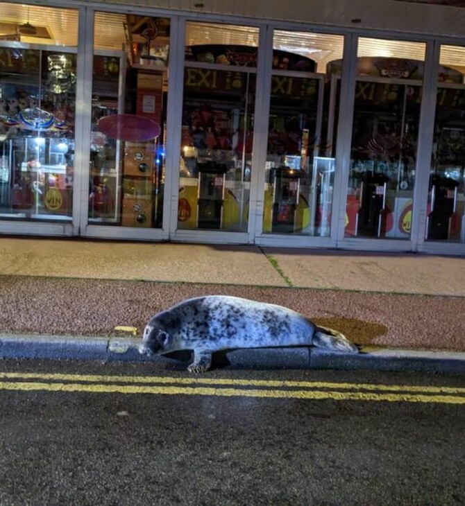Νεαρή φώκια «λοξοδρόμησε» από την παραλία και βρέθηκε σε εστιατόριο κεμπάπ στην Αγγλία 