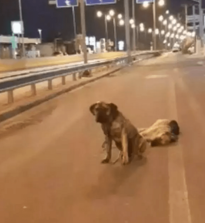 Σκύλος στον δρόμο