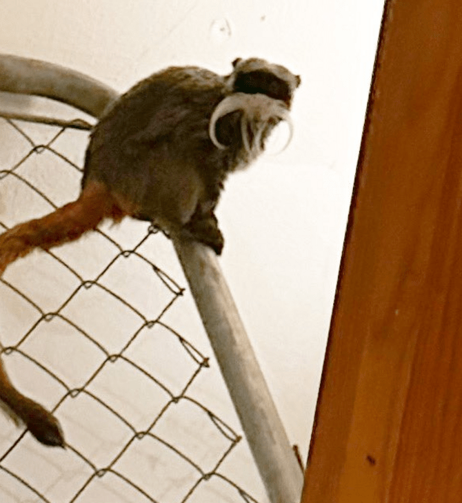 Εντοπίστηκαν ζωντανοί οι πίθηκοι που έφυγαν από τον ζωολογικό κήπο του Ντάλας 