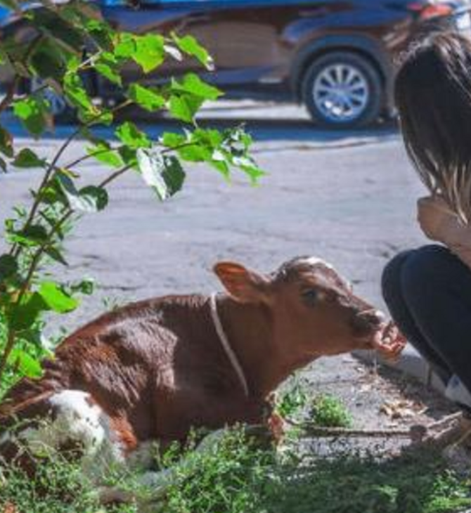 Αμερικανίδα συνελήφθη επειδή έβγαλε βόλτα ένα μοσχάρι στην Κόκκινη Πλατεία- «Το αγόρασα για να μην το φάνε»