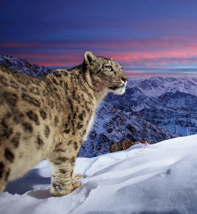 Wildlife Photographer of the Year: «Ο κόσμος της λεοπάρδαλης του χιονιού» απέσπασε το βραβείο κοινού