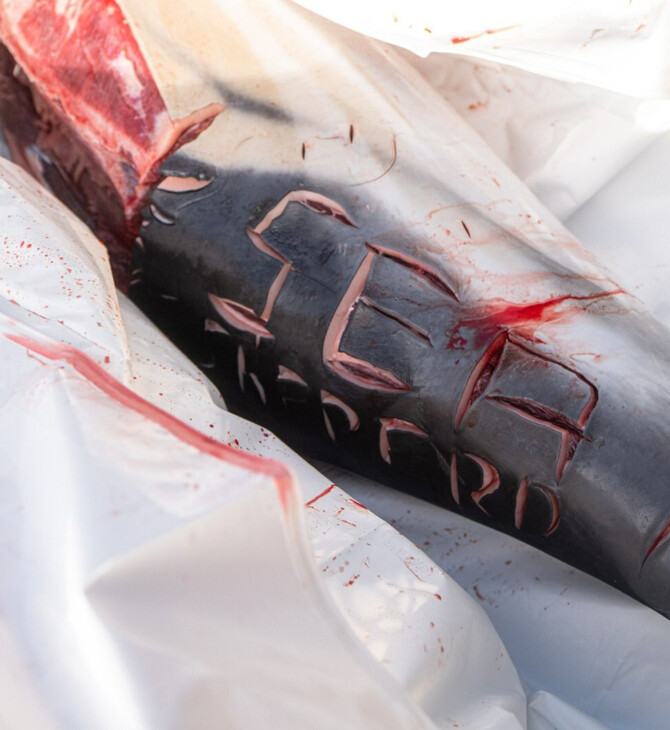 Γαλλία: Ψαράδες χάραξαν ομοφοβικά σχόλια σε νεκρά δελφίνια