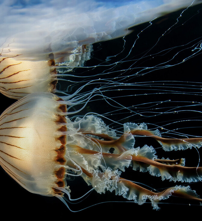 Underwater Photographer of the Year 2023: Η εντυπωσιακή κι ενίοτε θλιβερή, μυστική ζωή των ωκεανών