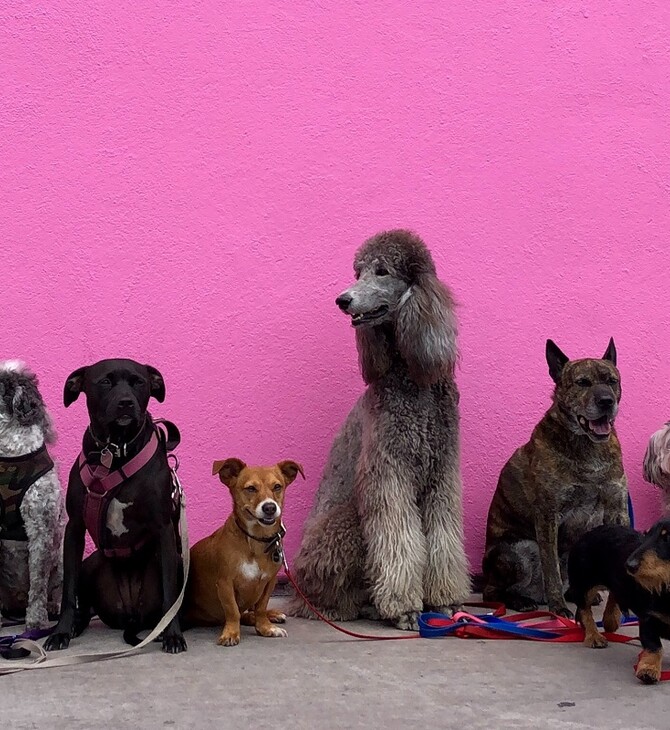 Στις 10 δημοφιλέστερες ράτσες σκύλων τα λαμπραντόρ δεν είναι πλέον στην πρώτη θέση