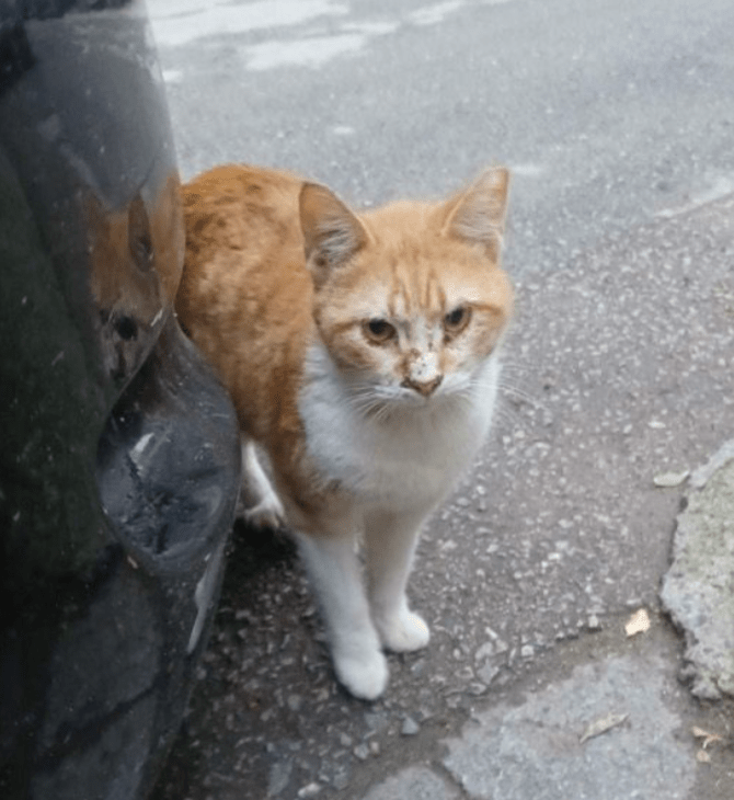 Εθελοντές φιλόζωοι έσωσαν γάτα σε πολυκατοικία-Έκαναν τρύπα με κρουστικό μηχάνημα