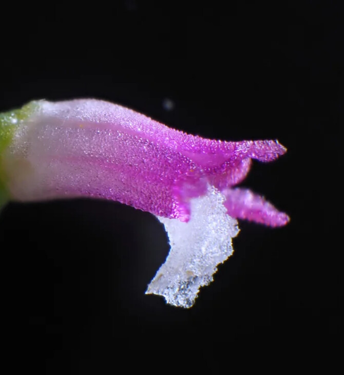 Νέο είδος ορχιδέας ανακαλύφθηκε στην Ιαπωνία: Η εύθραυστη ομορφιά και τα «γυάλινα» πέταλα
