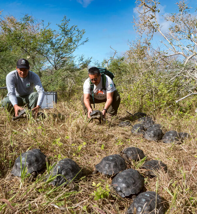 Γκαλαπάγκος: 86 εκτρεφόμενες σε αιχμαλωσία χελώνες απελευθερώθηκαν στο φυσικό τους περιβάλλον