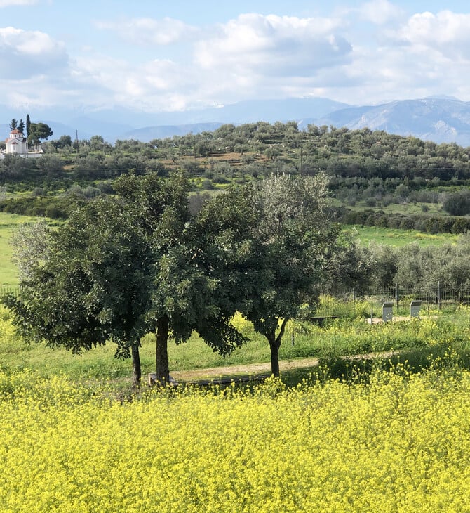 Το μυκηναϊκό νεκροταφείο των Δενδρών