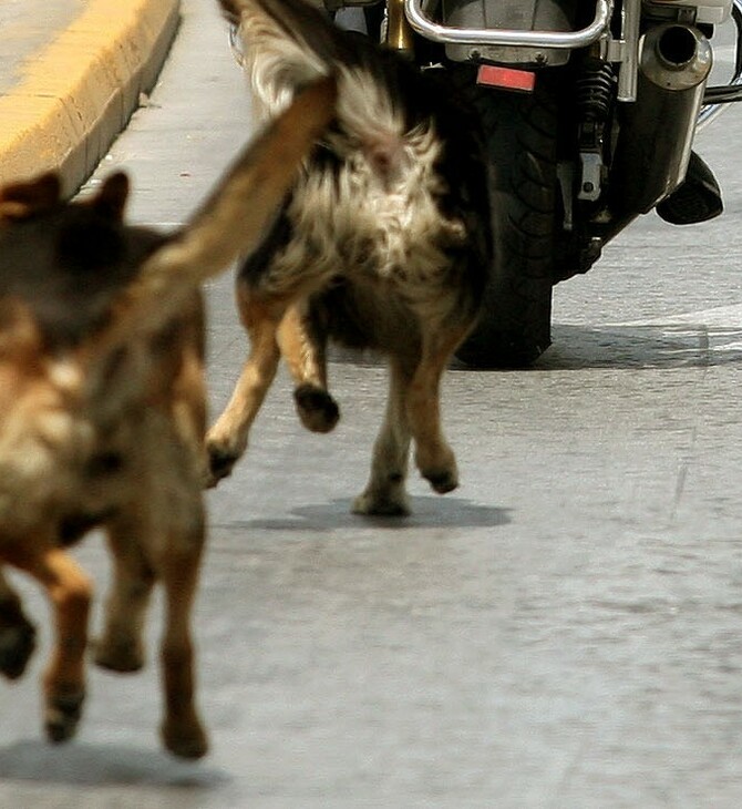 Νεκρή 68χρονη από επίθεση σκυλιών στα Άνω Λιόσια 