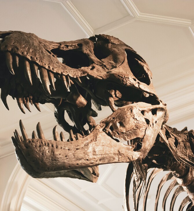 Ελβετία: Σκελετός Tυραννόσαυρου Ρεξ πουλήθηκε έναντι 5,6 εκατ. ευρώ