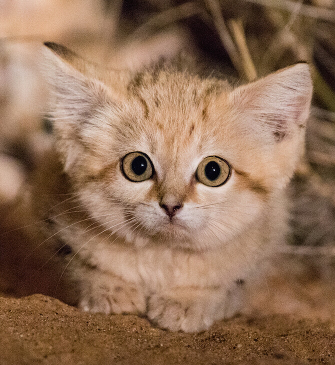 Αυτές οι μικροσκοπικές γάτες είναι οι δολοφόνοι της ερήμου - Και κινδυνεύουν