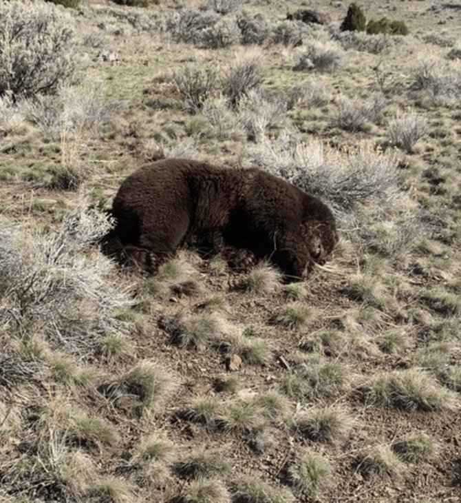 Αρκούδα γκρίζλι βρέθηκε νεκρή στις ΗΠΑ - Πιθανώς την πυροβόλησαν