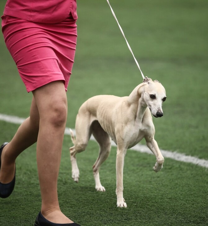 20 φωτογραφίες από τους πιο ιδιοσυγκρασιακούς σκύλους της χώρας 