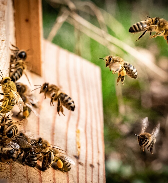 Greenpeace: Πάνω από 10.000 τόνους φυτοφαρμάκων που σκοτώνουν τις μέλισσες εξάγει η ΕΕ