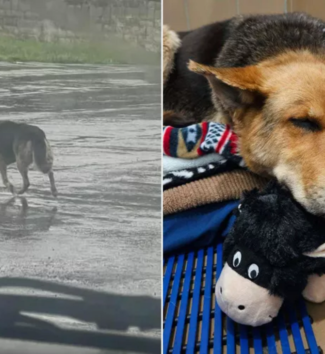 Σκύλος περιφερόταν αδέσποτος στη βροχή με το αγαπημένο του παιχνίδι- Πέθανε ο ιδιοκτήτης της