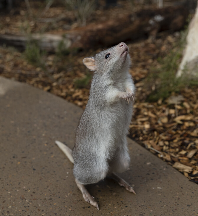 Το αποδεκατισμένο bettong έκανε μια εκπληκτική επιστροφή- με τη βοήθεια του φυστικοβούτυρου