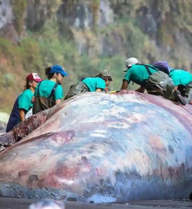 «Πλωτός χρυσός» αξίας 500.000 ευρώ – Στα σπλάχνα νεκρής φάλαινας