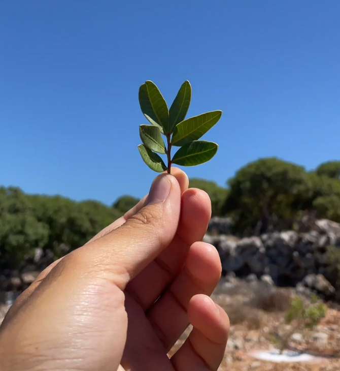 Η Μαστίχα ενώνει γενιές