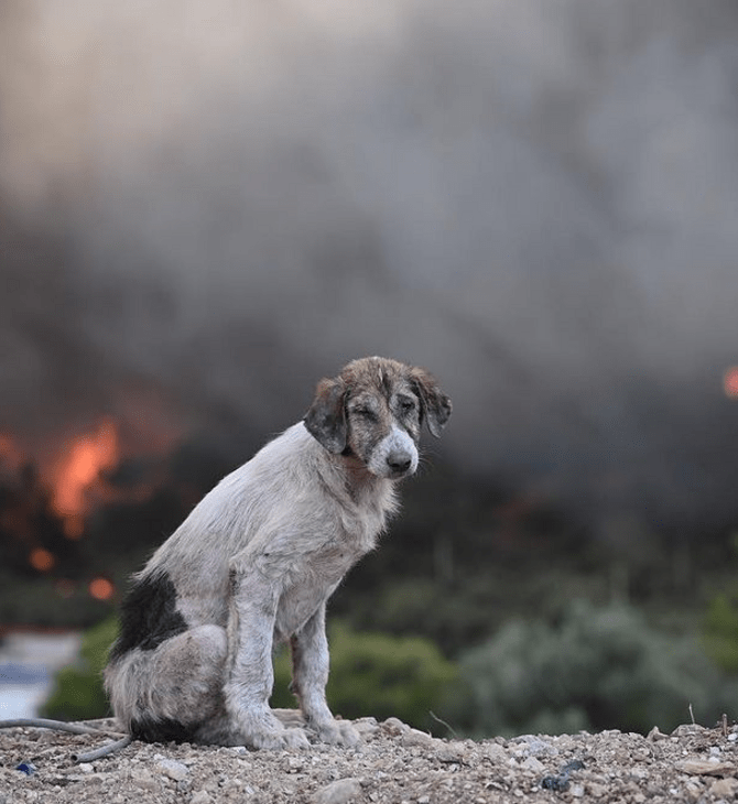 Φωτιά στην Οινόη: Ένας σκύλος, με φόντο τις φλόγες- «Στάθηκε και με κοίταγε»
