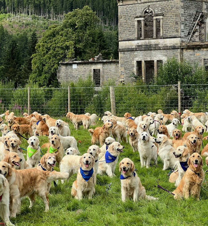 H σύναξις των 361 θερινών golden retriever