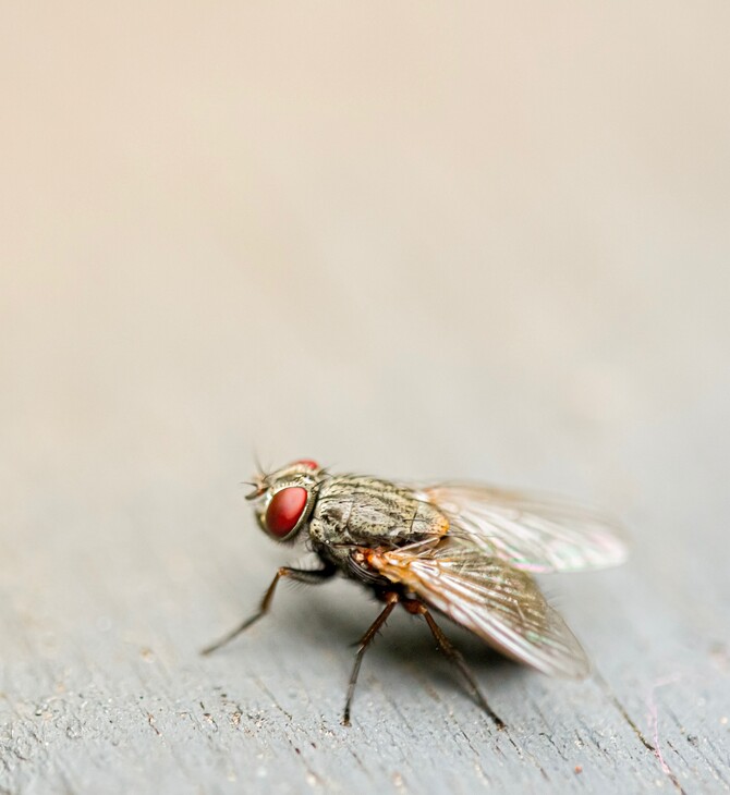 Βρετανία: Επιστήμονες δημιούργησαν μύγες που αναπαράγονται με παρθενογένεση