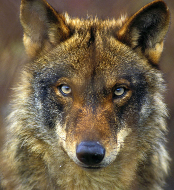 Οι ιβηρικός λύκος κηρύχθηκε επίσημα είδος υπό εξαφάνιση