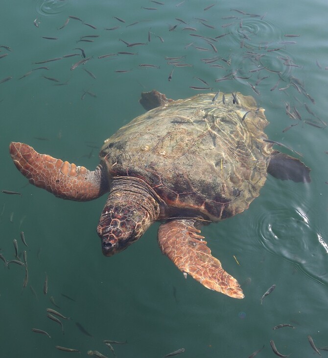 Ρεκόρ σε φωλιές θαλάσσιας χελώνας Caretta-caretta - 1.800 φέτος στη Ζάκυνθο
