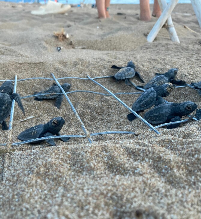 Παγκόσμιο ρεκόρ καταγεγραμμένης ωοτοκίας για χελώνα καρέτα-καρέτα στη Ζάκυνθο