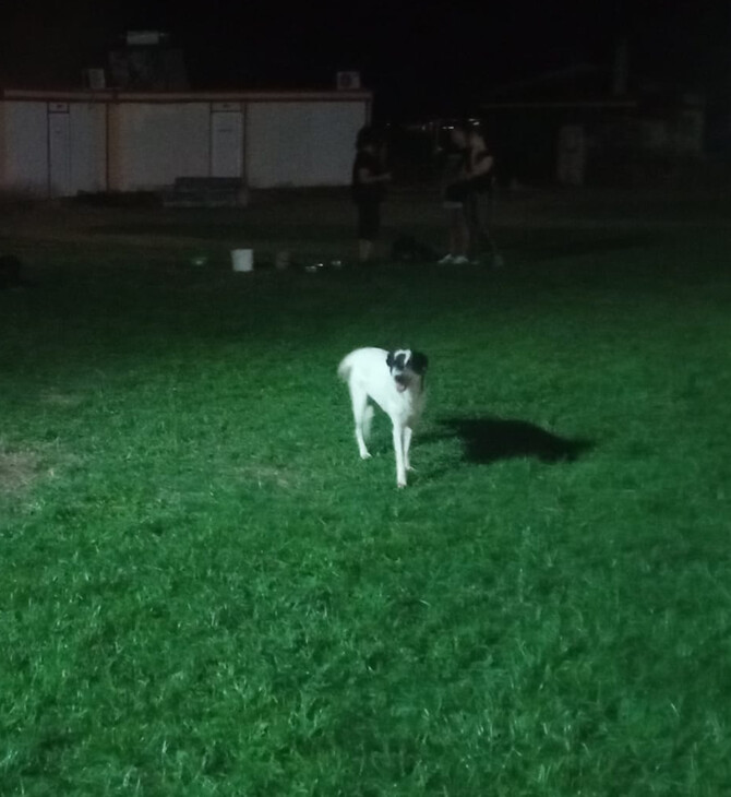 Φωτιά στην Αλεξανδρούπολη: Διασώθηκαν δεκάδες σκύλοι – «Το βράδυ προβλέπεται μακρύ»