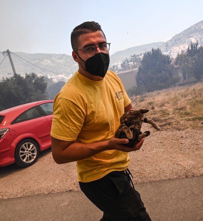 Ανοιχτός σταθμός πυρόπληκτων ζώων στο Γαλάτσι- Οδηγίες για τα εγκλωβισμένα 