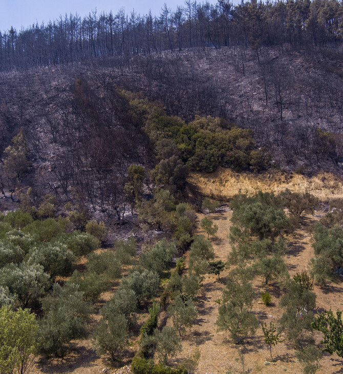 Περισσότερα από 617.000 στρέμματα κατέκαψε μέχρι σήμερα η πυρκαγιά στον Έβρο και πάνω από 50.000 στη Φυλή Αττικής
