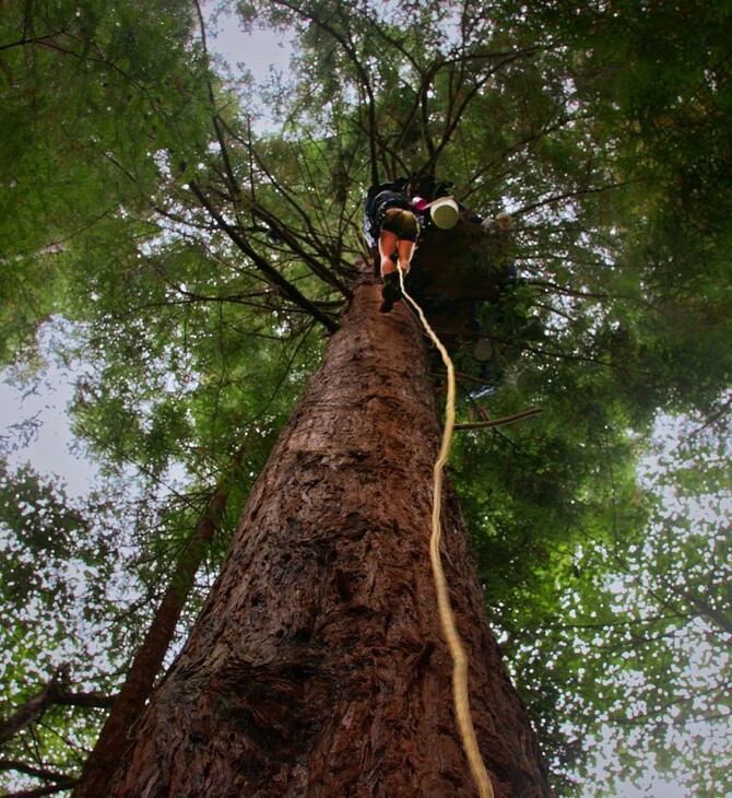 Οι ακτιβιστές που ζουν στις κορυφές των δέντρων για να προστατέψουν το δάσος 
