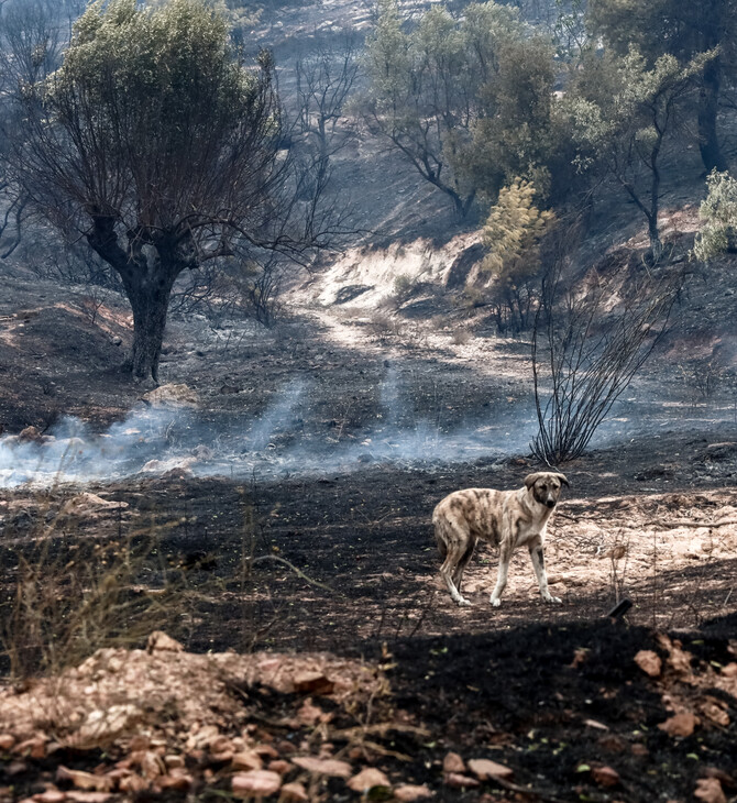 Δασαρχείο Πάρνηθας: Λειτουργεί με έναν δασολόγο