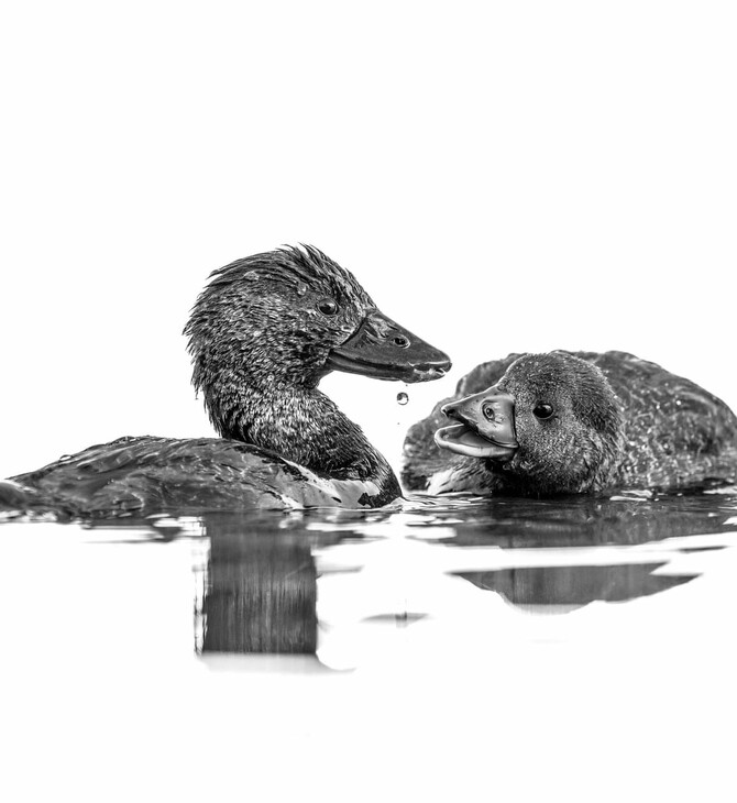 Οι νικητές των φωτογραφικών βραβείων Bird Photographer of The Year 2023