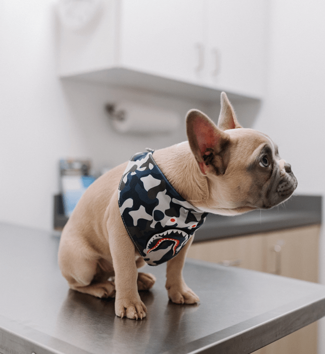 Αντιεμβολιαστικό κίνημα και στους κηδεμόνες σκύλων- Κίνδυνος για ασθένειες