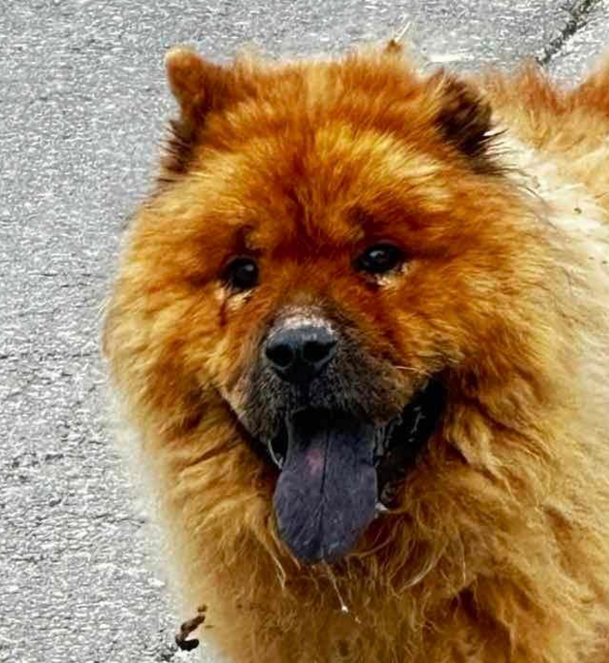 Νέο περιστατικό κακοποίησης ζώου- Έριξαν καυστικό υγρό σε αδέσποτο σκύλο