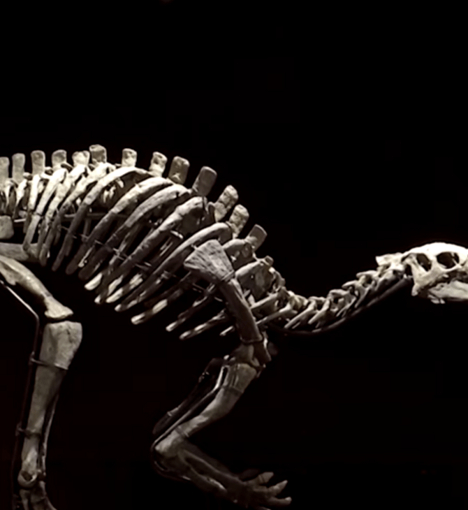 Ο «Μπάρι» είναι 150 εκατ. ετών και πωλείται σε δημοπρασία- Σπάνιος σκελετός δεινοσαύρου