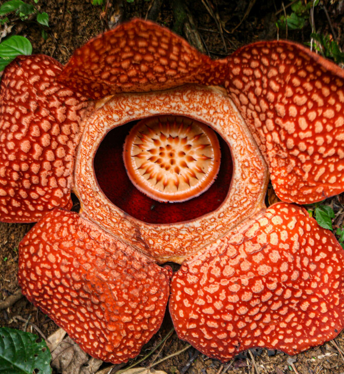 The world’s largest – and stinkiest – flower in danger of extinction, scientists say