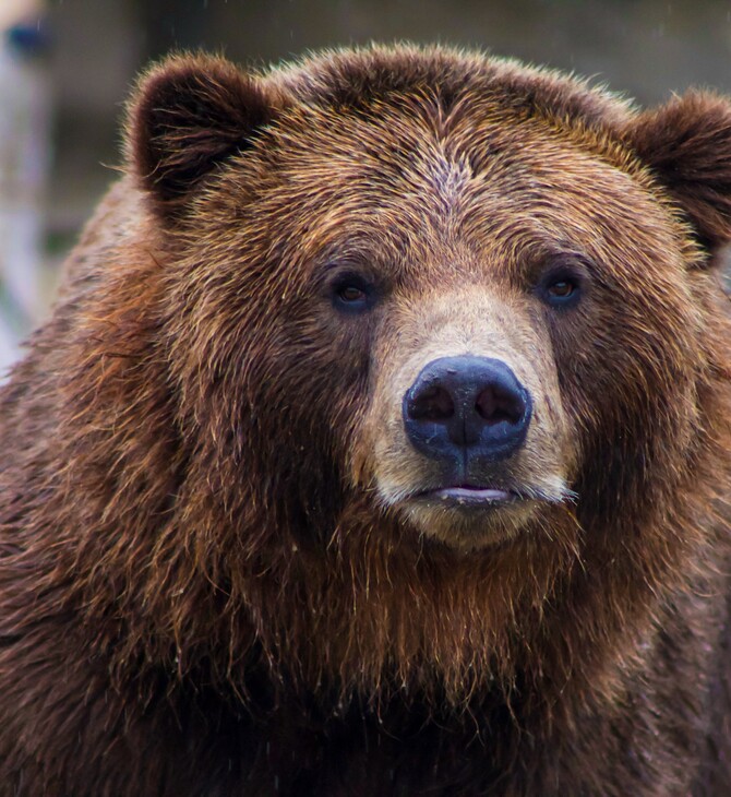 Αρκούδα επιτέθηκε σε βοσκό στη Φθιώτιδα