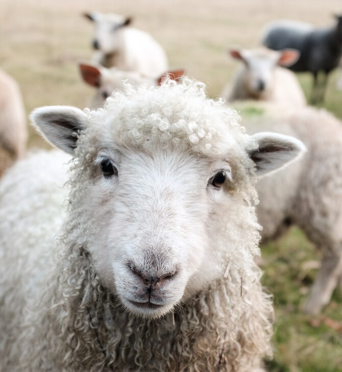 Μαγνησία: Πρόβατα έφαγαν 100 κιλά κάνναβη