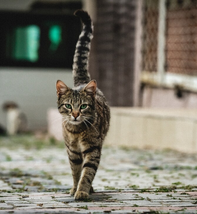 Λέσβος: 62χρονος σκότωσε γάτα με καλάμι ψαρέματος