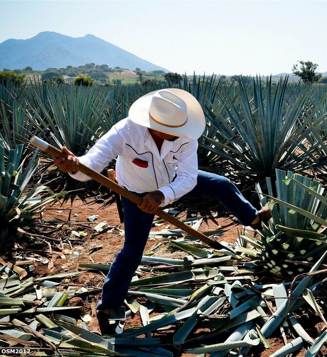 mezcal