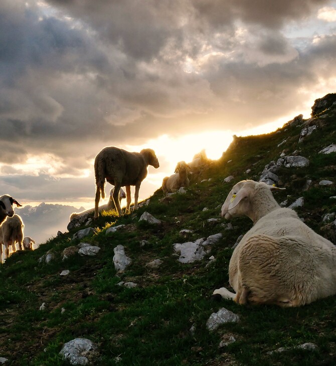 Κτηνοτρόφος νοίκιασε ελικόπτερο για να σώσει τα πρόβατά του - «Δεν τα παρατάω, είναι ζώα μου, δεν είναι αριθμοί» 