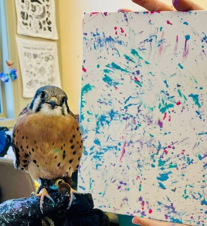 Δεν μπορεί να πετάξει πια, είναι όμως καλλιτέχνης: το γεράκι του Βερμόντ