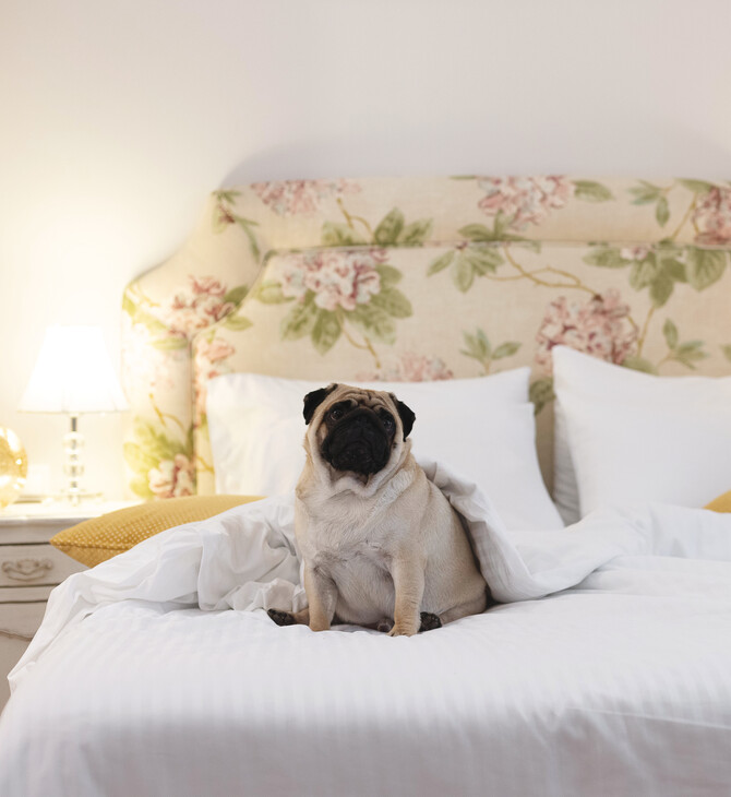 Luxury Studios and Apartments Gatto Perso
