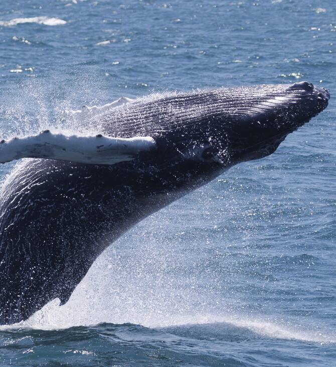 Νέα έρευνα για τον Ζαΐχ Μπολσονάρο- Σχετικά με «παρενόχληση» φάλαινας